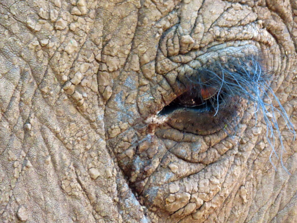 Ode to the African elephant (copyright Ron Swilling) Ode to the African elephant (copyright Ron Swilling)