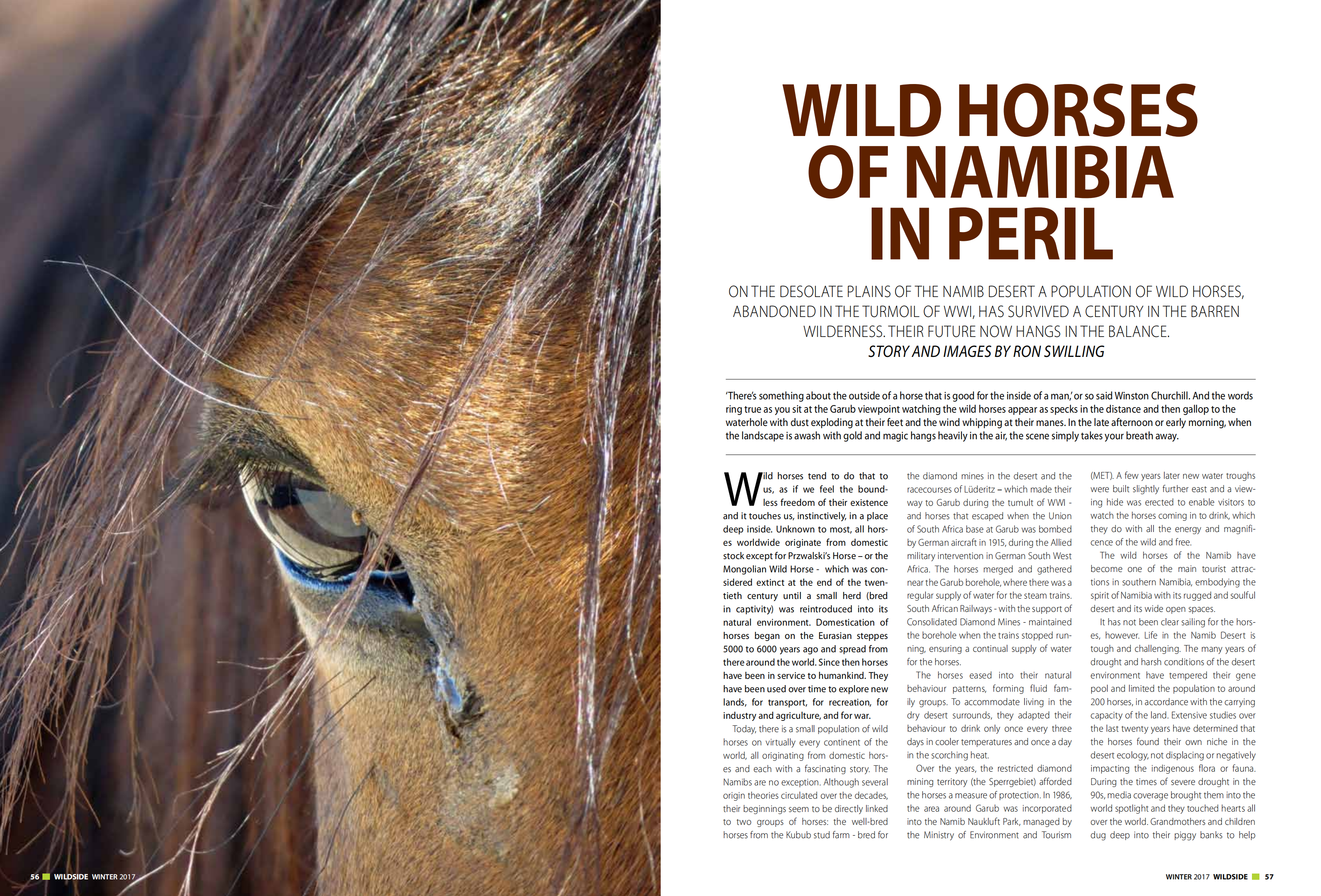 Wild horses of Namibia in peril (Wildside 2017)_00
