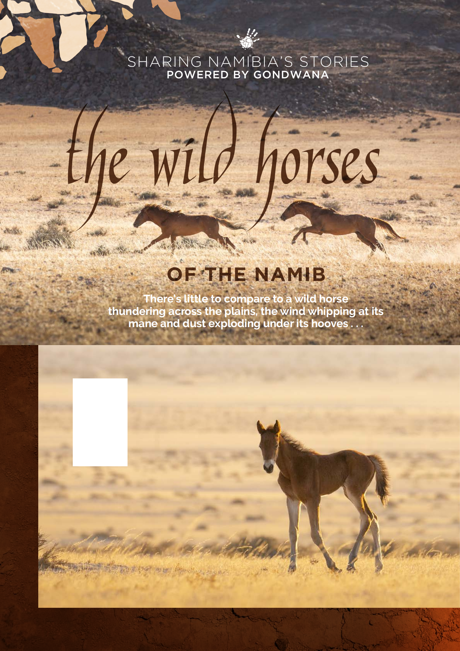 Wild horses of the Namib (Michelangelo 2020)_00
