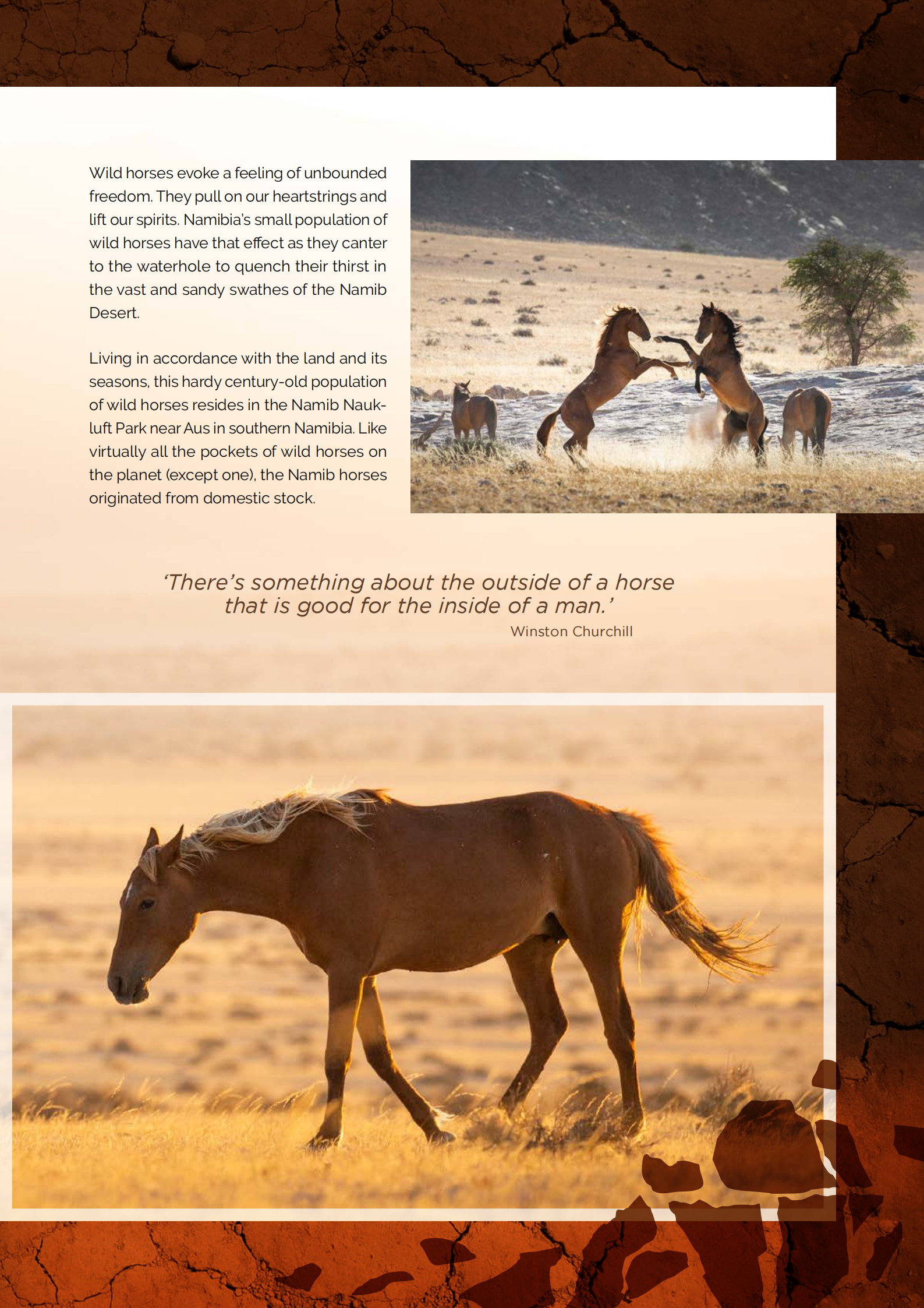 Wild horses of the Namib (Michelangelo 2020)_01