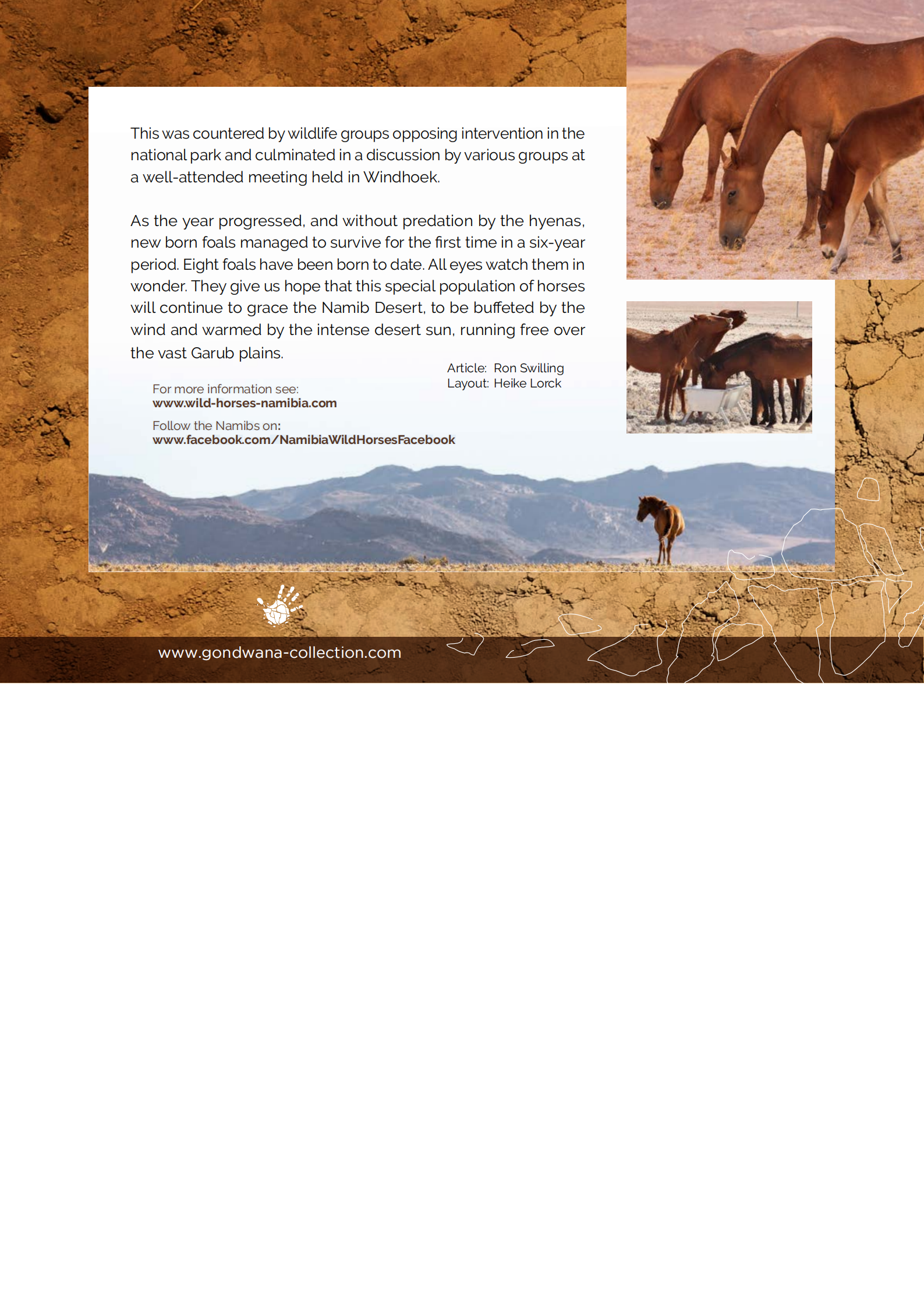 Wild horses of the Namib (Michelangelo 2020)_04