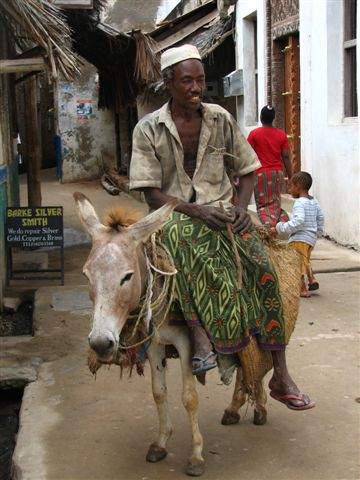 donkey